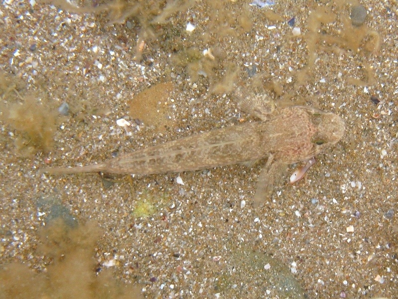 Gobius niger